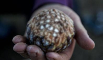 Bu Meyvenin Ağacını Diken Oluk Oluk Para Kazanıyor! Her Mevsim Yetişip Hasat Veriyor