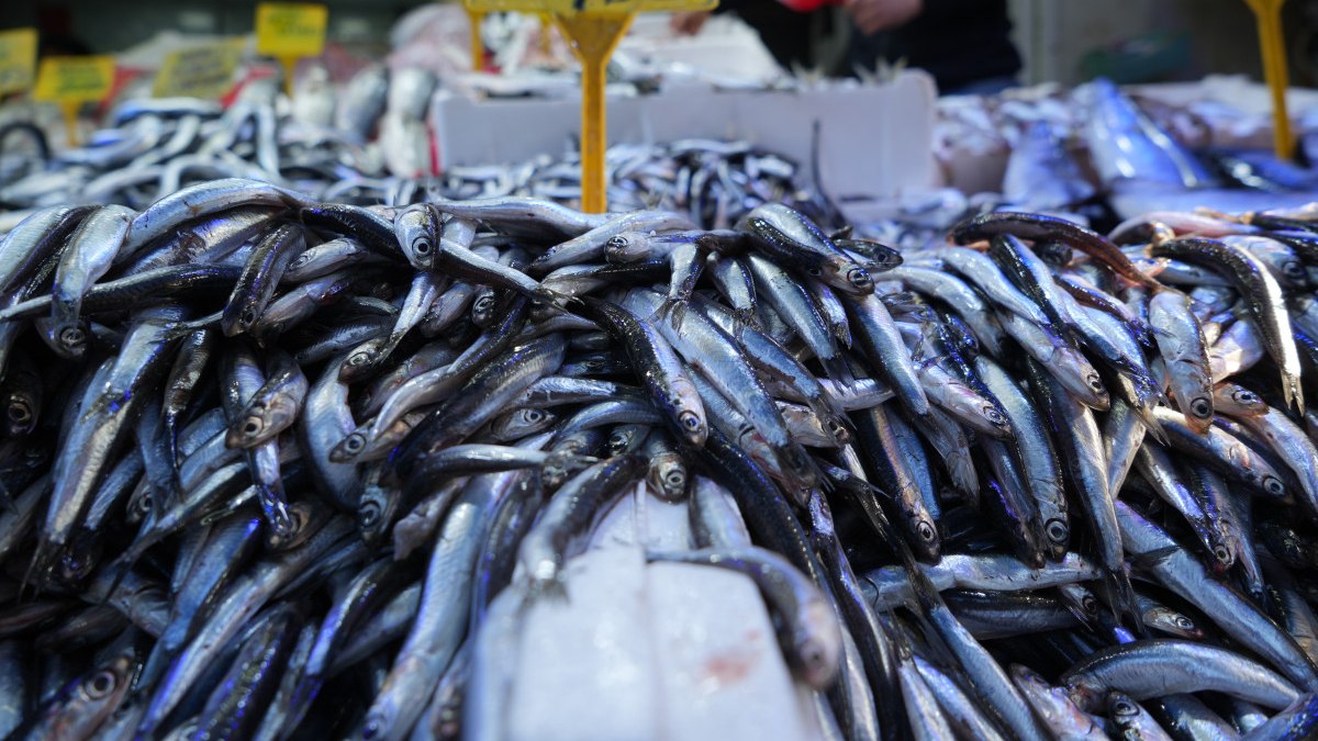 Samsun’da fiyatı 80 TL’ye düşen hamsi kapış kapış